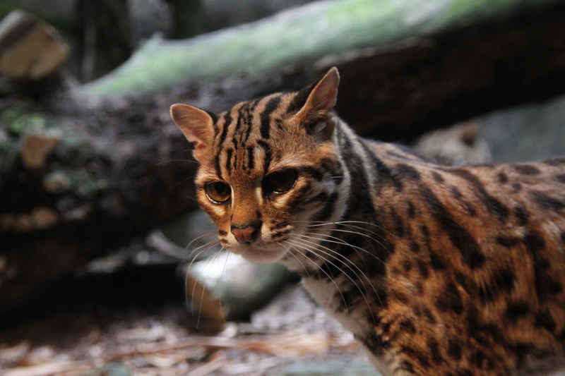Illustration for article titled Caturday - Prionailurus bengalensis Edition
